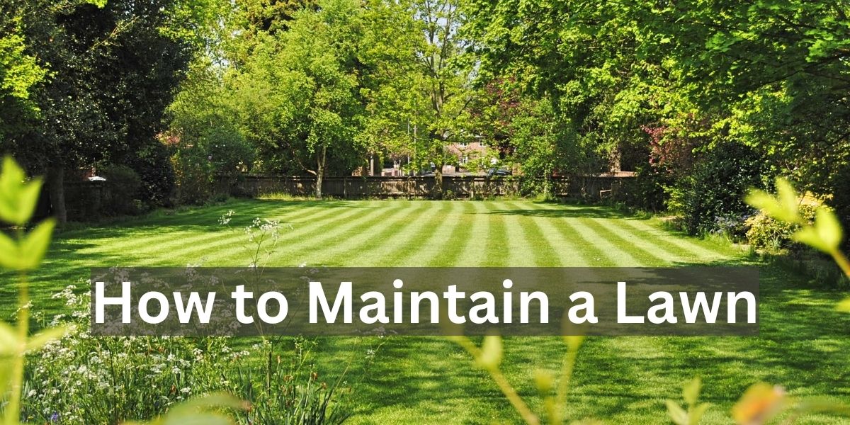 How Do You Maintain Your Lawn 5 Easy Steps Home Improvement Dock