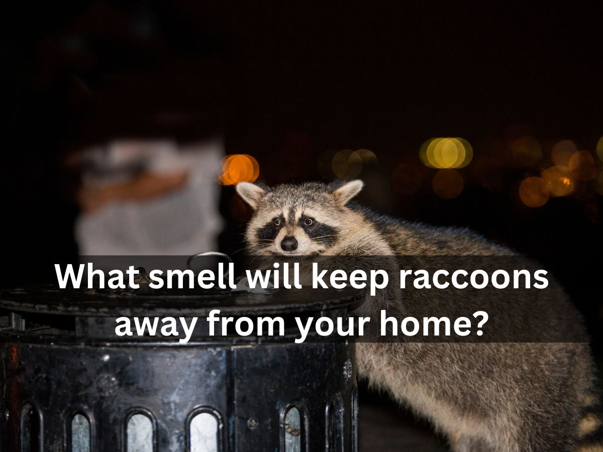 Image_ what smell will keep raccoons away from your home