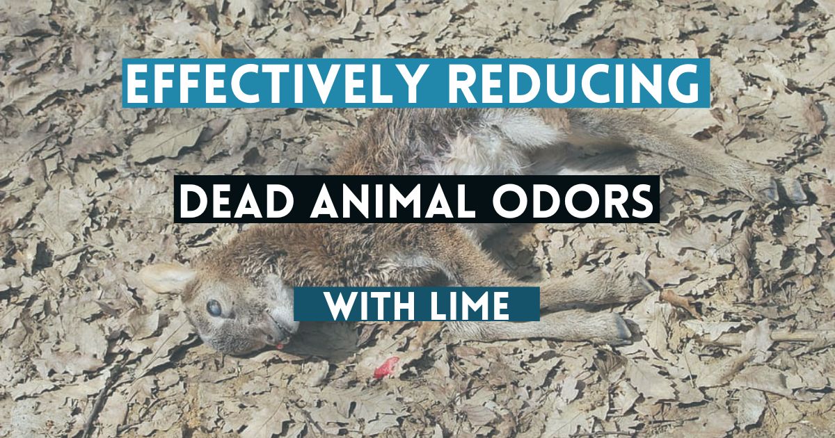 Will Lime Get Rid of Dead Animal Smell Completely? Guide