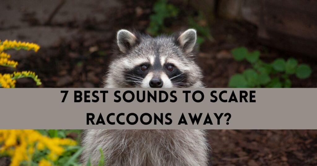 What Are The Best Sounds To Scare Raccoons Away? - Home Improvement Dock