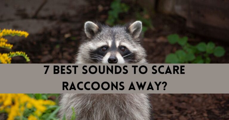 What Are The Best Sounds To Scare Raccoons Away?