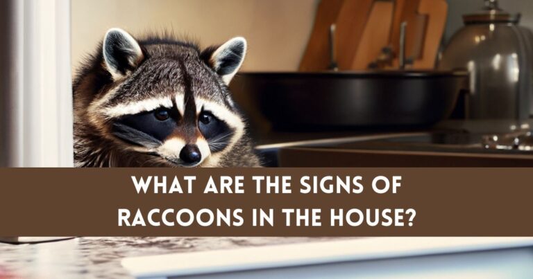 What are the Signs of a Raccoon in the House?